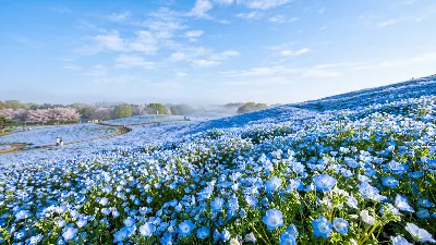 Hitachi Seaside Park Nemophila Field in Spring
