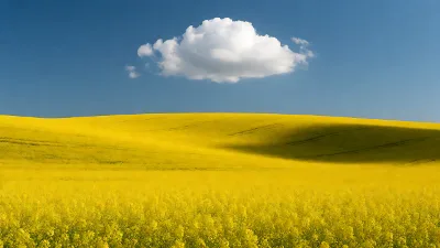 Rapsfeld mit Einzelner Wolke