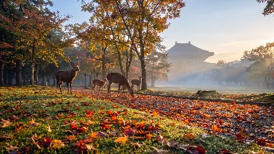 Autumn Dawn at Nara Deer Park