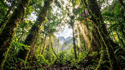 Sunlit Rainforest Canopy