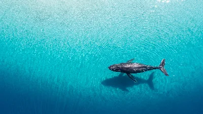 Aerial Whale Glide Over Crystal Sea