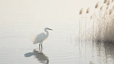 Schwan im flachen Schilf