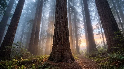 Majestic Redwood Forest at Dawn