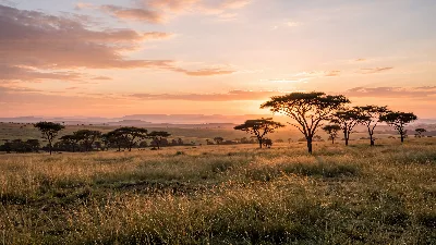 Golden Savannah Dawn