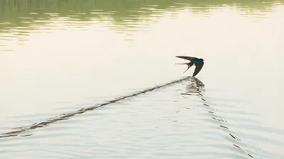 Storch über dem Wasser gleitet
