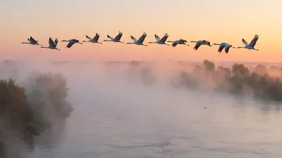 Dawn Crane Flight