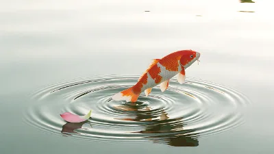 Koi Wellenringe