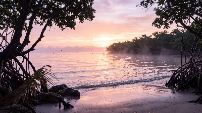 Aube pastel sur la baie de mangrove